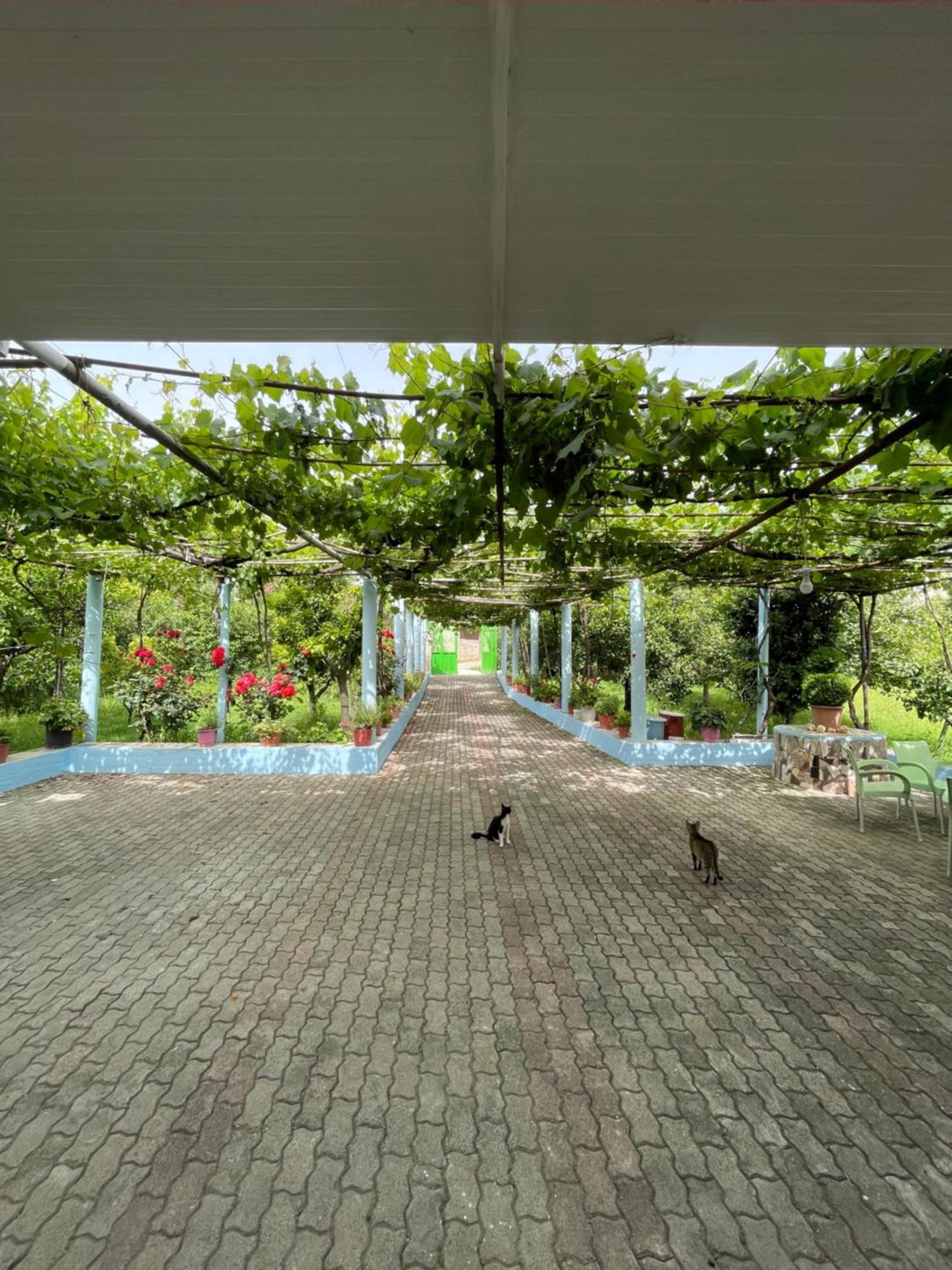 Villa Mance Berat Ngoại thất bức ảnh
